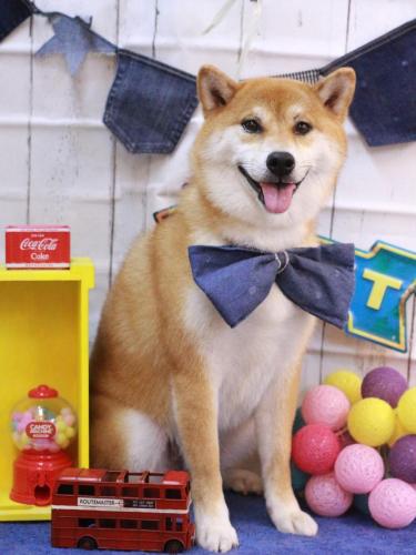 20230428マロンちゃん